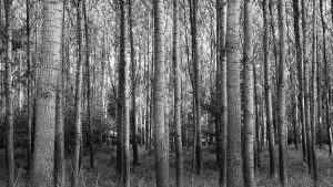 Trees Are Not The Answer