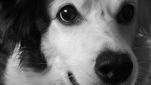 Why I Do What I Do (plus a cute photo of my dog for attention!)