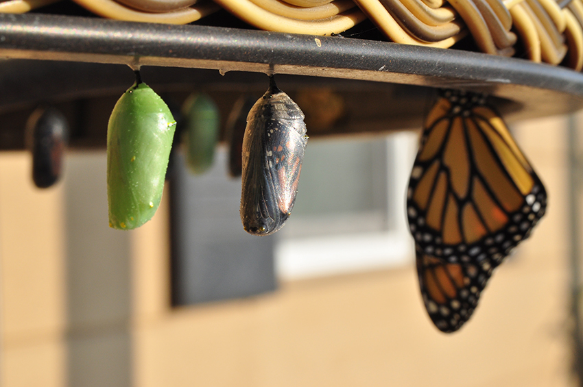 Three stages of a butterfly hanging underneath a hoop. A chrysalis, a butterfly almost emerging and a fully changed butterfly.