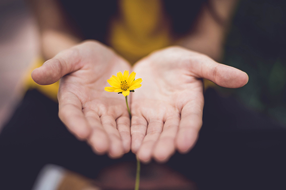 A pair of Caucasian hands outstretched holding a yellow flower between them