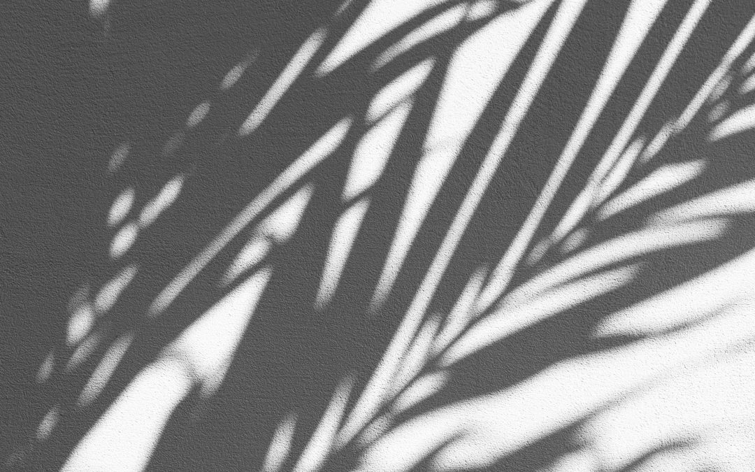 Photo of a shadow of a palm plant shown on a light coloured wall