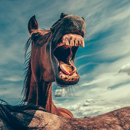 A photo of a horse with its mouth open looking like it's shouting