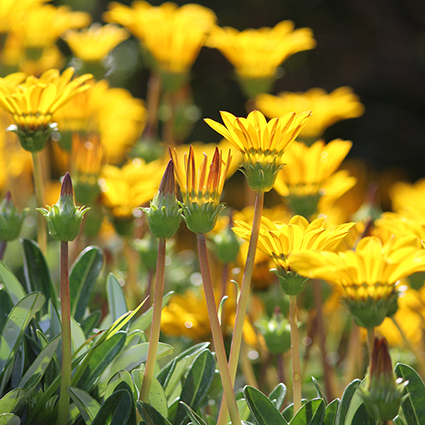 A close up photo of some yellow daisies at various stages of opening