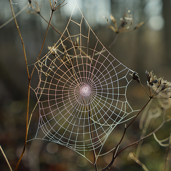 Photograph of a spiderweb in the autumn/fall covered in dew between 2 dead wildflower stems