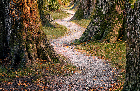 A photograph of a winding path through trees