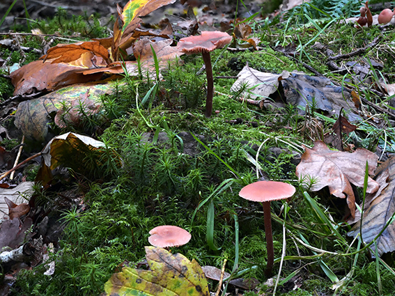 A close up photo of a forest floor with brown autumn leaves, green moss and a few little mushrooms poking up through